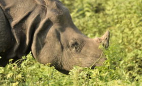rhino-manas-national-park