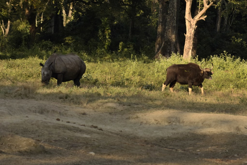 rhino-gaur-jaldapara-national-park