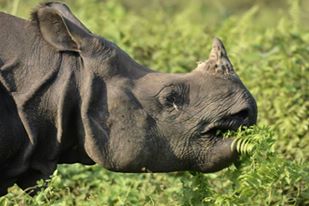 Indian-rhinocerous-patlakhawa