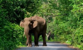 elephant-buxa-jayanti-road