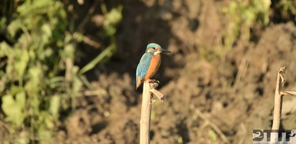common-kingfisher-chilapata