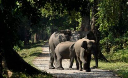 elephant-herd-gorumara-national-park