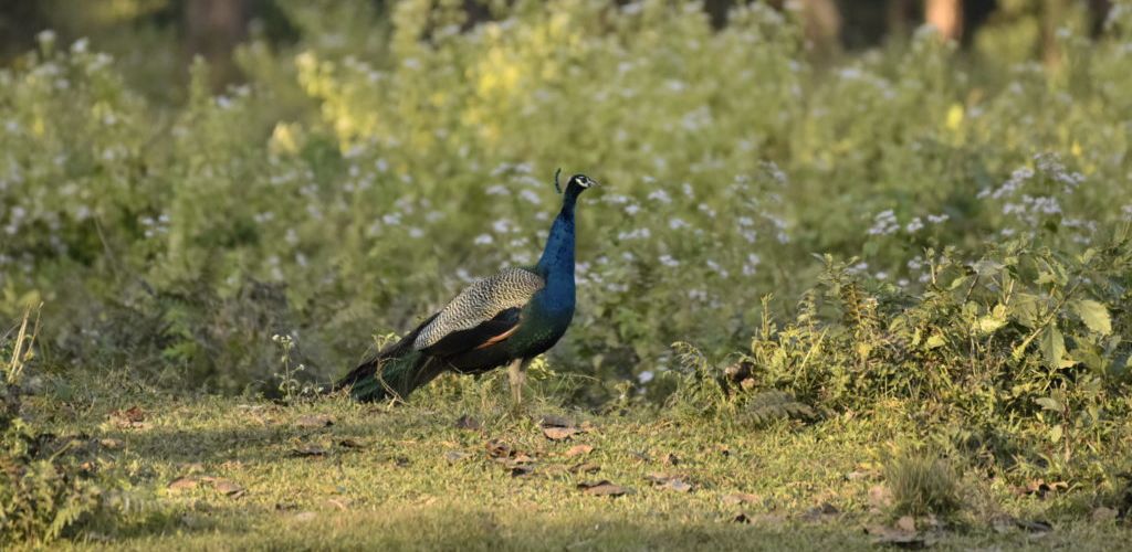 peacock-jaldapara-national-park