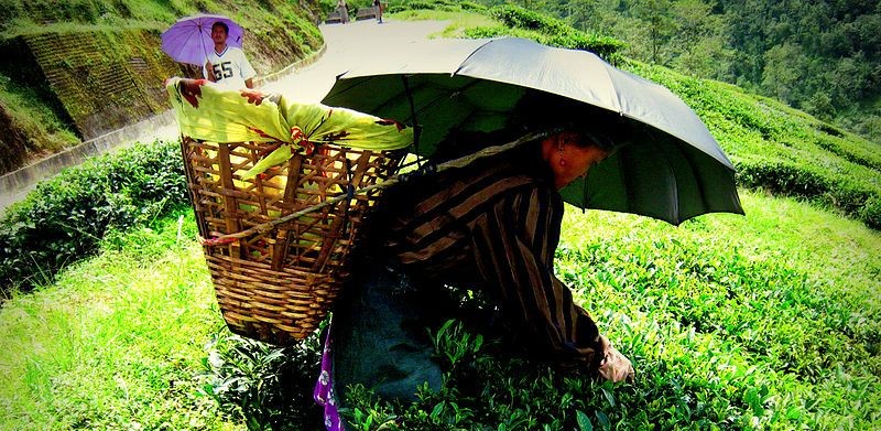 tea-garden-darjeeling