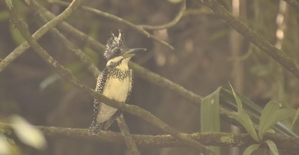 crested-kingfisher-jayanti