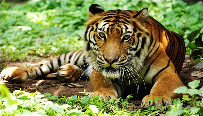 sikkim-tiger-pangolakha-wildlife-sanctuary