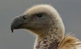 vulture-rajabhatkhawa