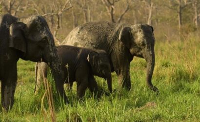 elephant-family-manas