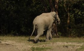 elephant-hollong