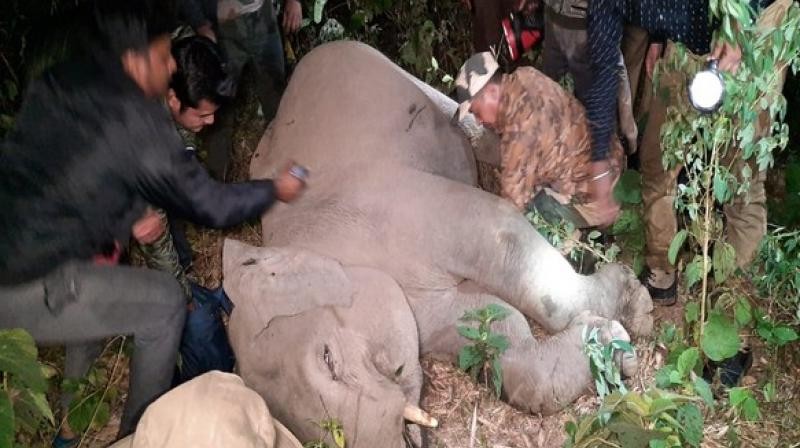 elephant-injured-naxalbari