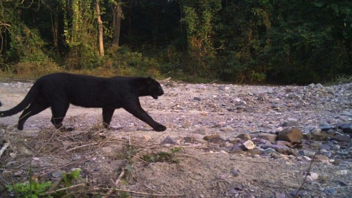 Black Panther captured by trap cameras at Buxa - Dooars Tours & Travel