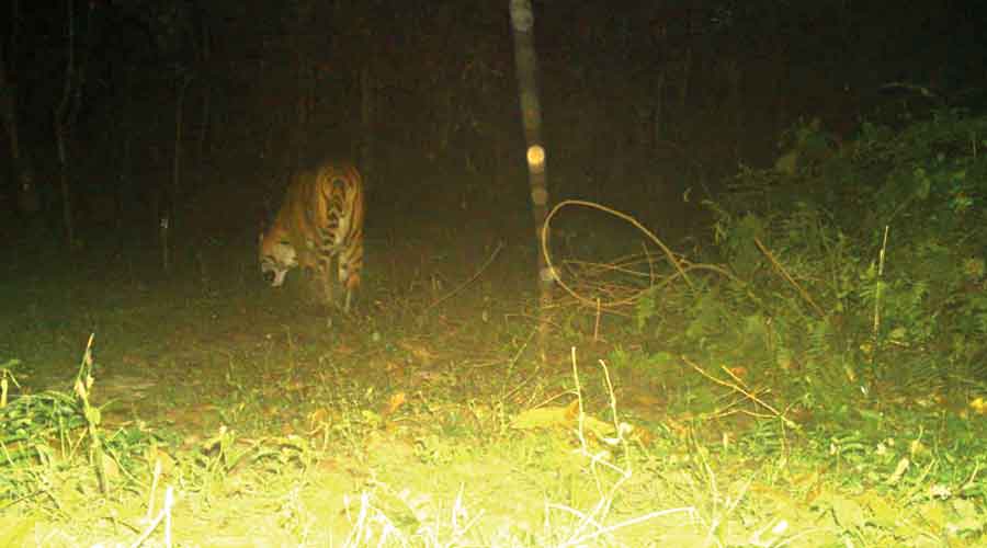 buxa-tiger-reserve-royal-bengal-tiger