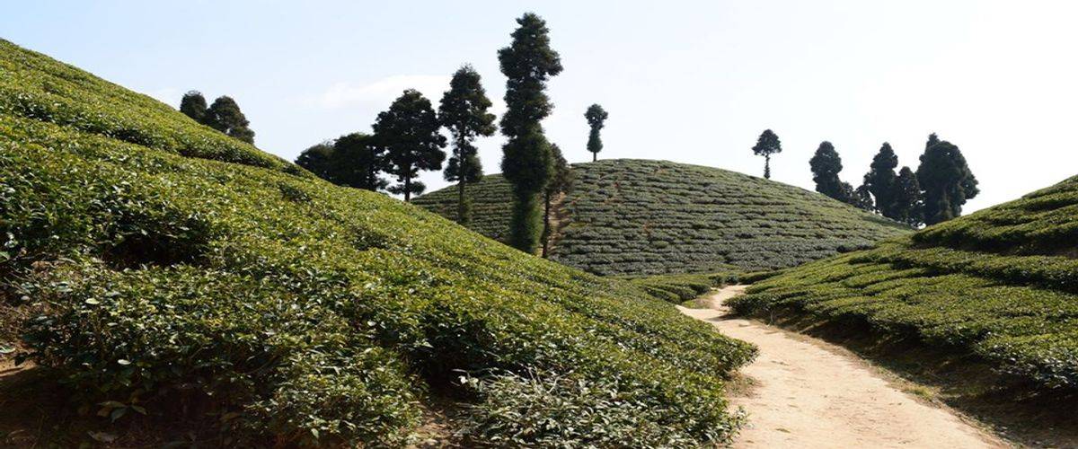 gopaldhara-tea-garden