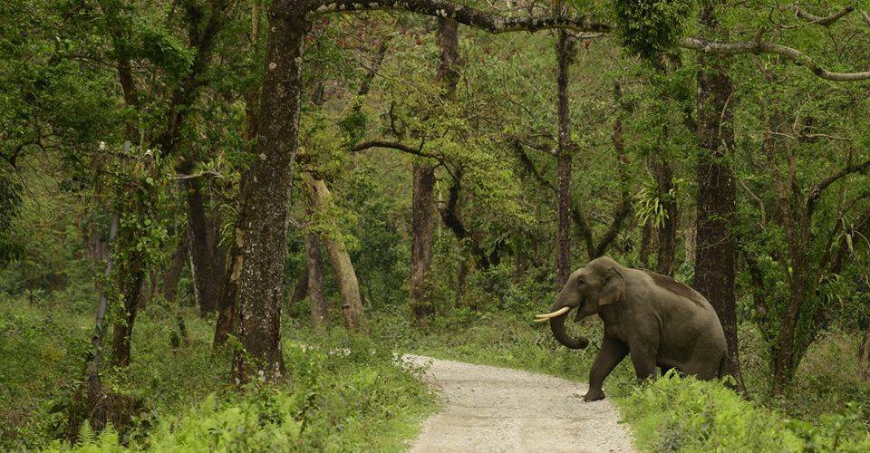 Unleash Your Wild Side: Safari Romance in Jaldapara National Park, West Bengal! Explore Honeymoon Bliss Surrounded by Nature's Majesty. Discover Now!