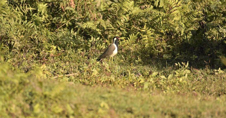 red-wattled-lapping-buribasra-riverbed