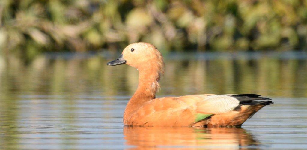ruddy-shell-duck-gajoldoba-wetland