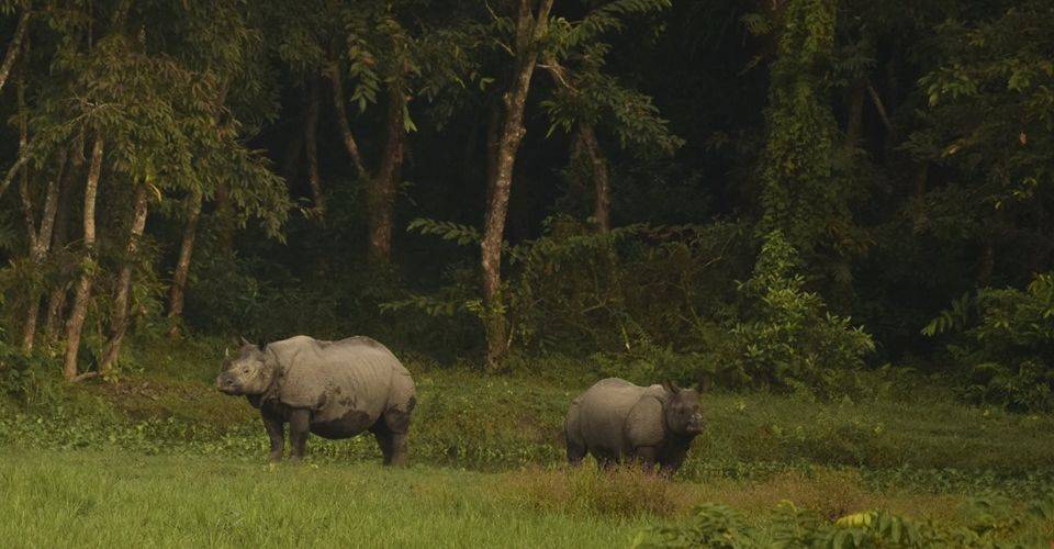rhino-medla-gorumara-national-park
