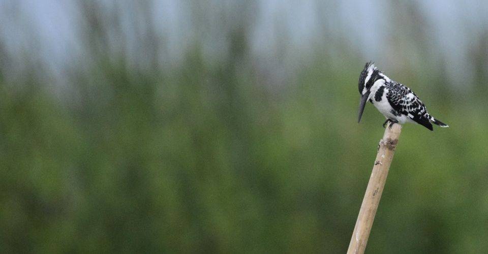 gajoldoba-pied-kingfisher