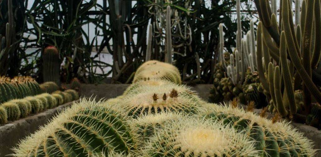 cactus-garden-kalimpong
